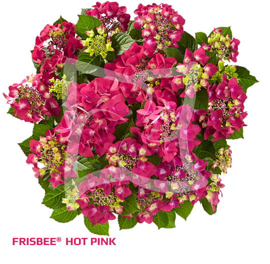 frisbee-hot-pink-xl