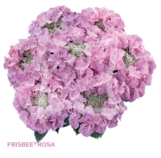frisbee-rosa-xl