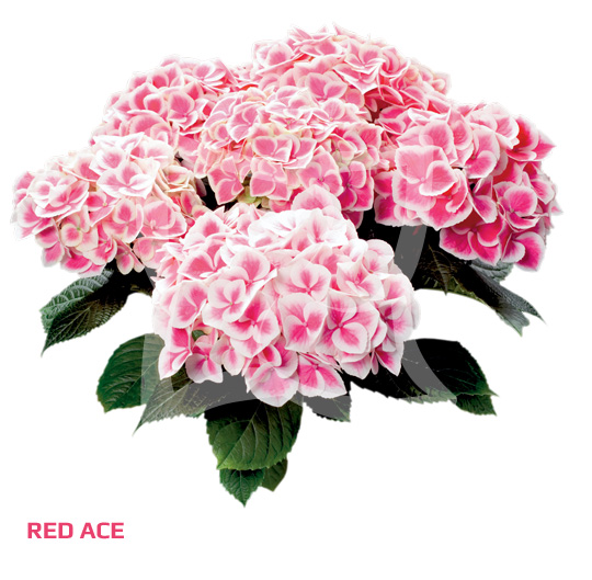 red-ace-xl