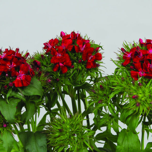 Dianthus-barbathus-Barbienne-Dark-Red_50129_1