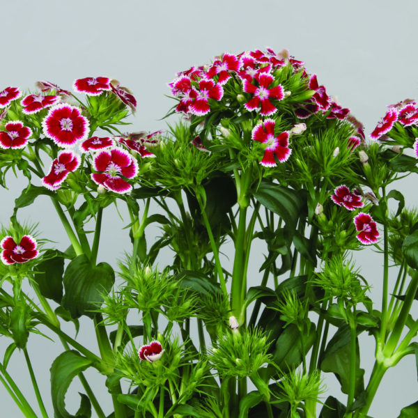 Dianthus-barbathus-Barbienne-Red-White_50127_1