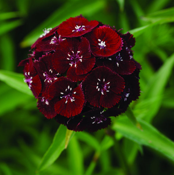 Dianthus-barbathus-Sweet-Black-Cherry_31882_1
