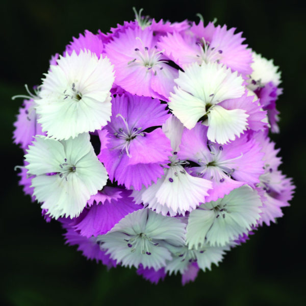 Dianthus-barbathus-Sweet-Pink-Magic_50089_1