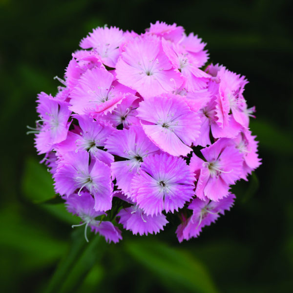 Dianthus-barbathus-Sweet-Pink_50088_1