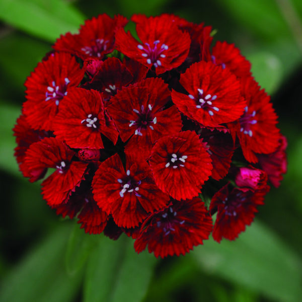 Dianthus-barbathus-Sweet-Red_17810_1