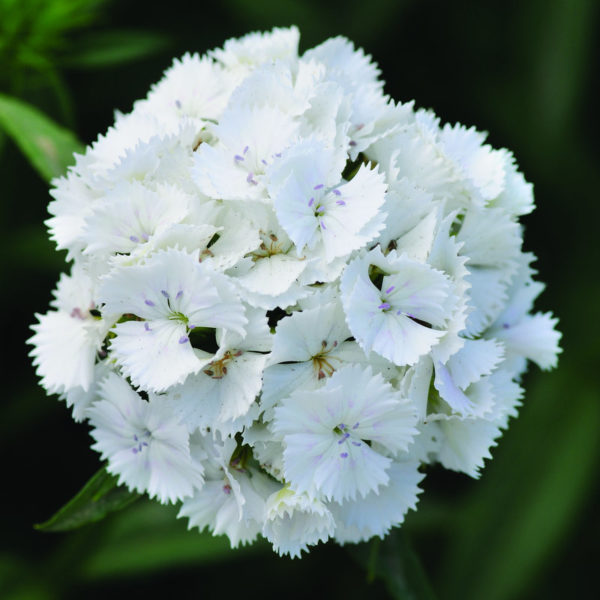 Dianthus-barbathus-Sweet-White_17812_1