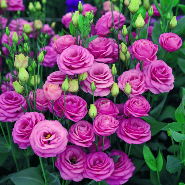 Lisianthus-grandiflorum-Rosita-2-Rose-Pink_20161_1