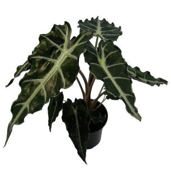 Alocasia bambino Curly (2) witte achtergrond (Custom)