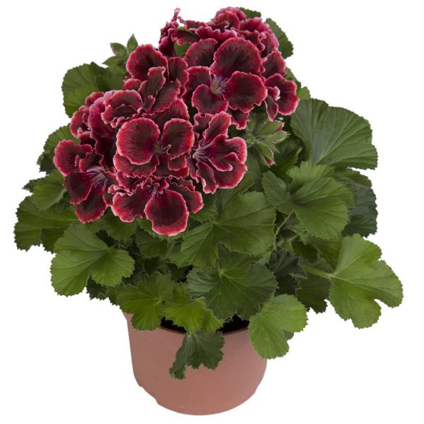 elegance-adele_pelargonium_grandiflorum_hendriks_young-plants