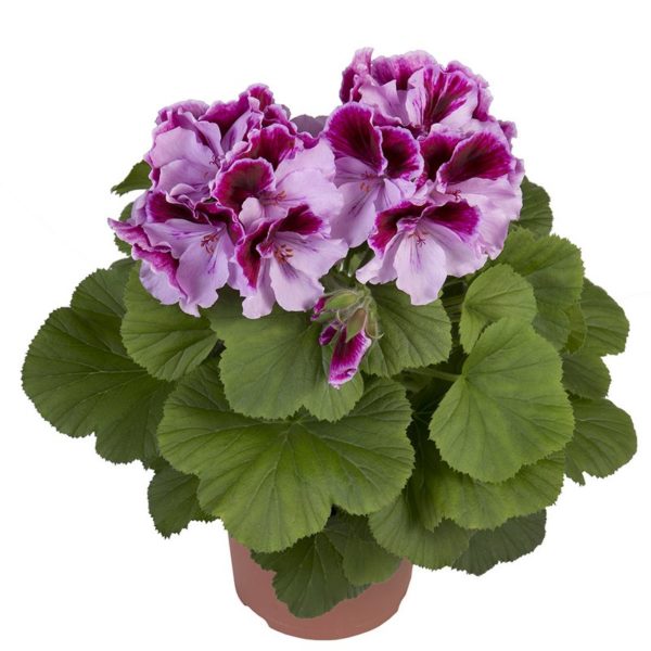 elegance-alexia_pelargonium_grandiflorum_hendriks_young-plants