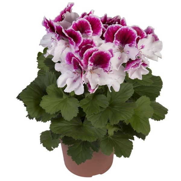 elegance-bravo_pelargonium_grandiflorum_hendriks_young-plants