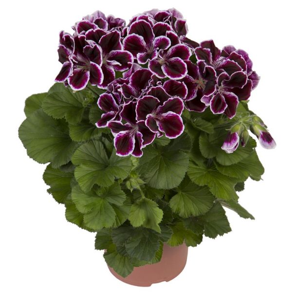 elegance-imperial_pelargonium_grandiflorum_hendriks_young-plants