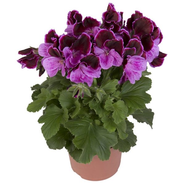 elegance-judith_pelargonium_grandiflorum_hendriks_young-plants