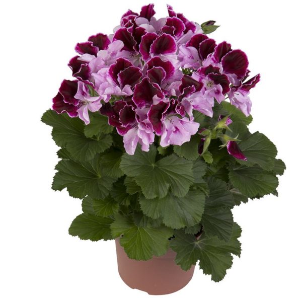 elegance-purper-majesty_pelargonium_grandiflorum_hendriks_young-plants