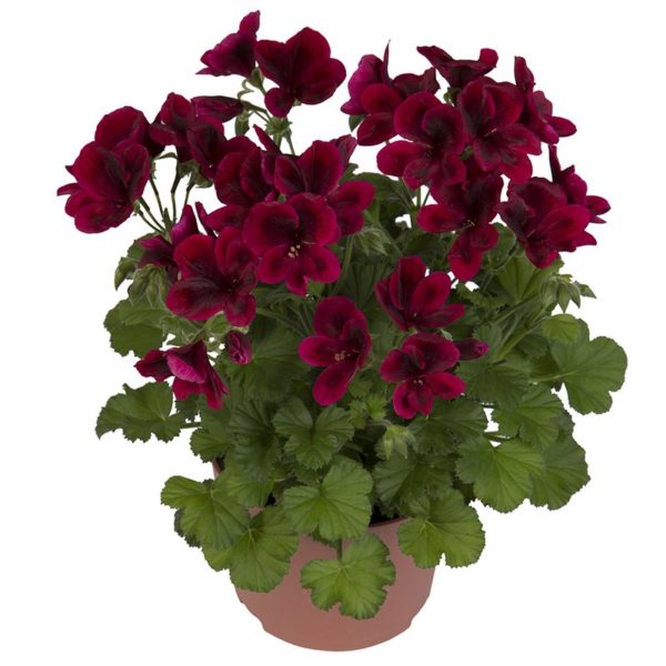 regalia-dark-red_pelargonium_grandiflorum_hendriks_young-plants