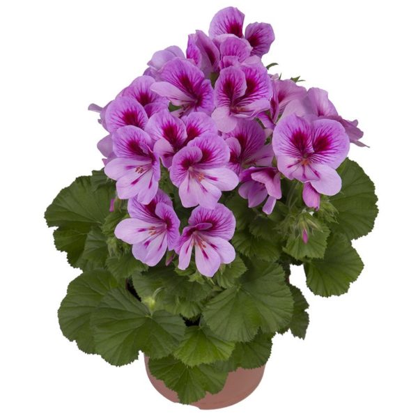 regalia-lavendel_pelargonium_grandiflorum_hendriks_young-plants