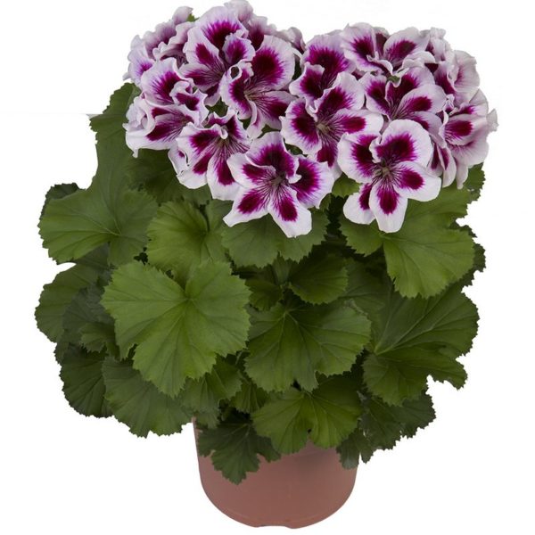 regalia-lilac_pelargonium_grandiflorum_hendriks_young-plants