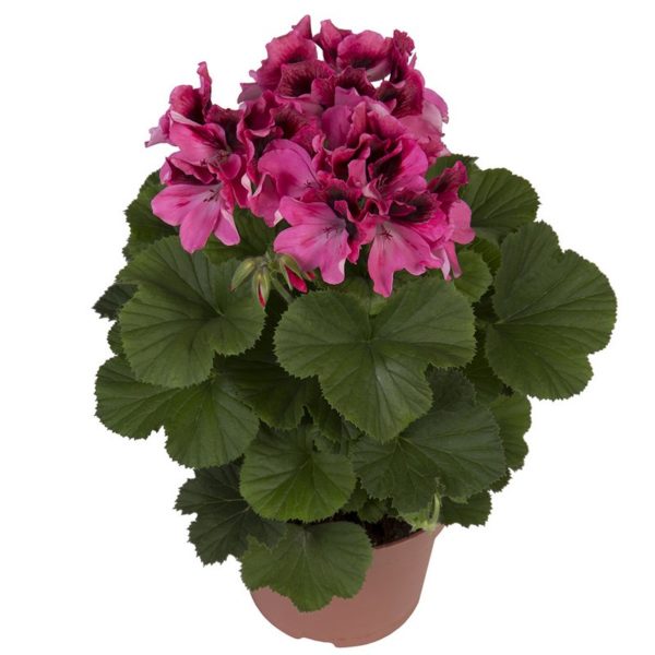 regalia-pink_pelargonium_grandiflorum_hendriks_young-plants