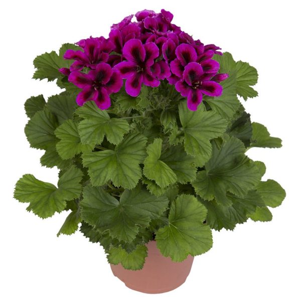 regalia-purple_pelargonium_grandiflorum_hendriks_young-plants