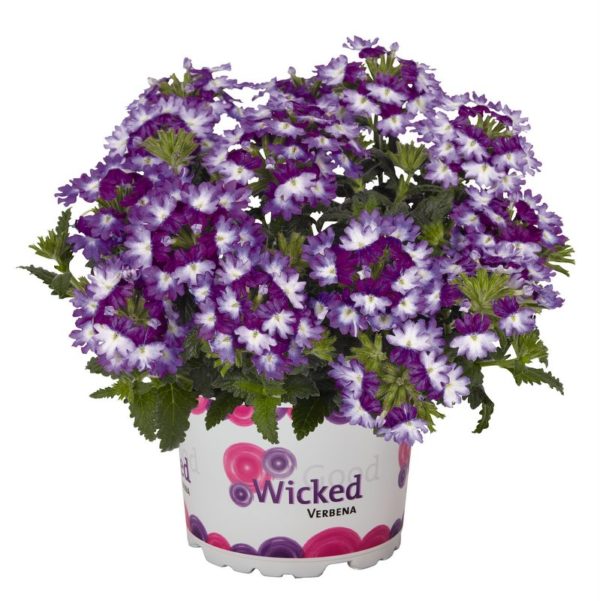 42229_Wicked Great Grape_14548