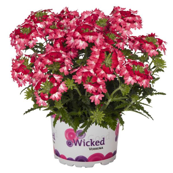 42234_Wicked Pink Pepper_14603