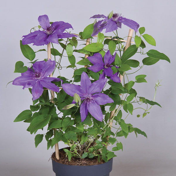 Clematis-Boulevard-Olympia