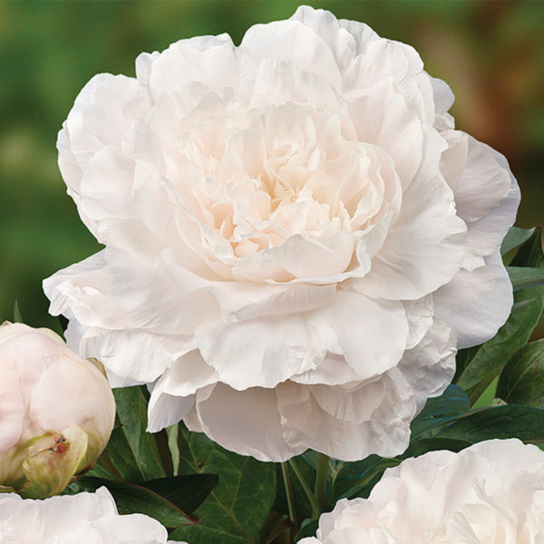 Paeonia_Mothers-Choice_02940