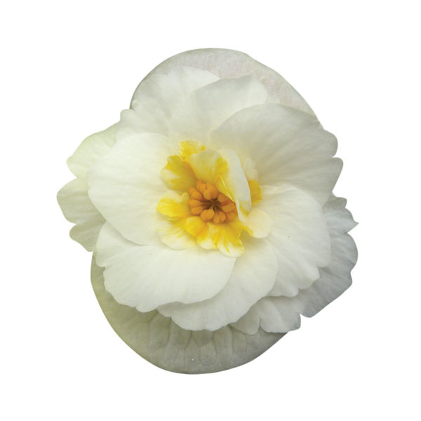 sunny-White-cu-bloem