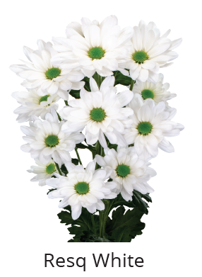 Resq White
